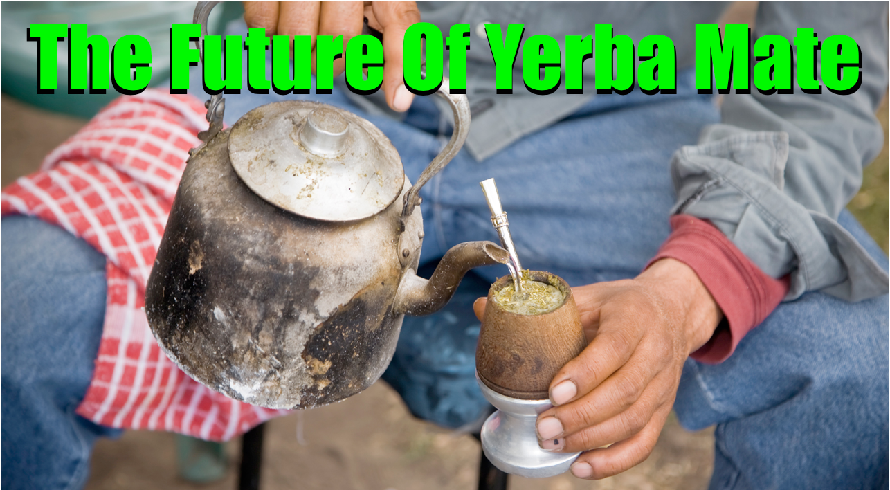 The Future Of Yerba Mate (Modern VS Traditional)