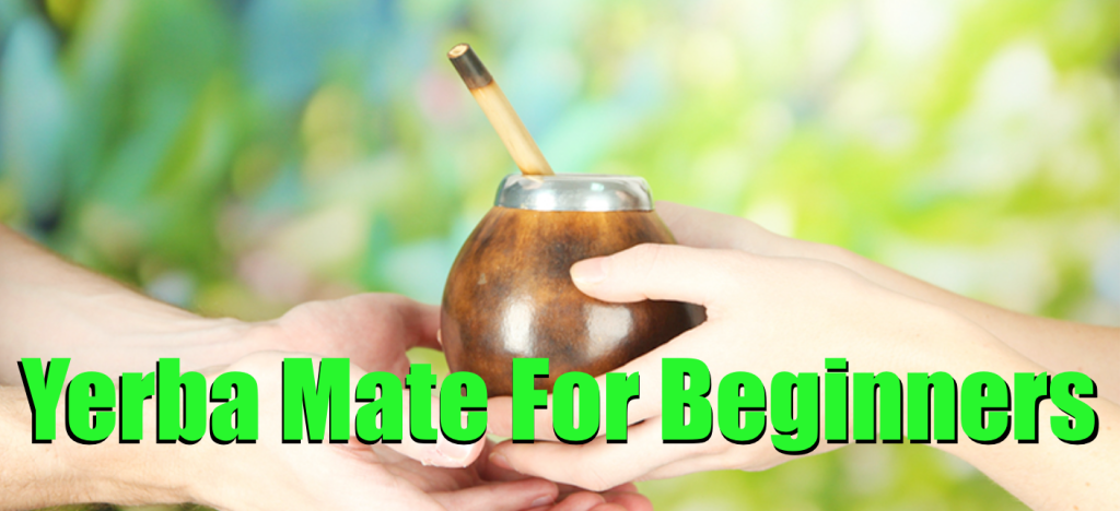 yerba mate for beginners