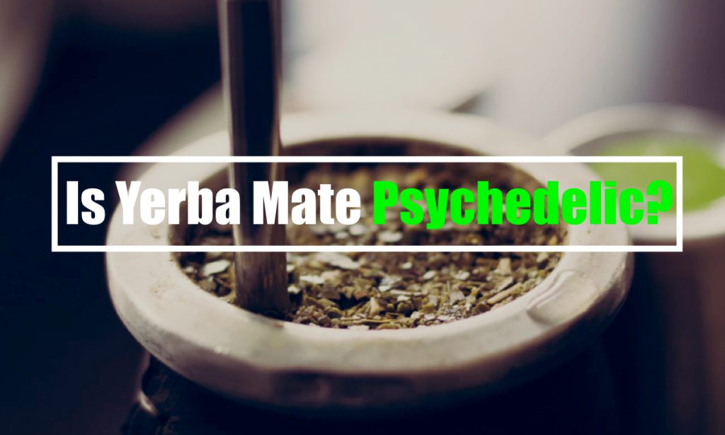 yerba mate hallucinogen